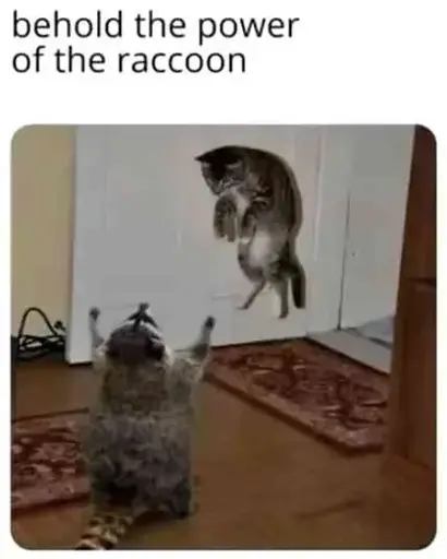 "behold the power of the raccoon" Picture that looks like a raccoon is levitating a cat