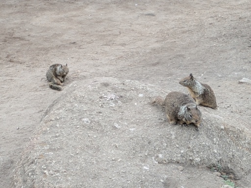 [image of three squirrels on a sandy rock]